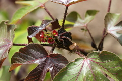 Jatropha glandulifera